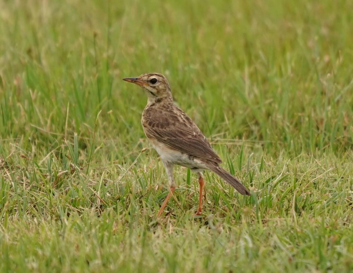 Paddyfield Pipit - ML620603204