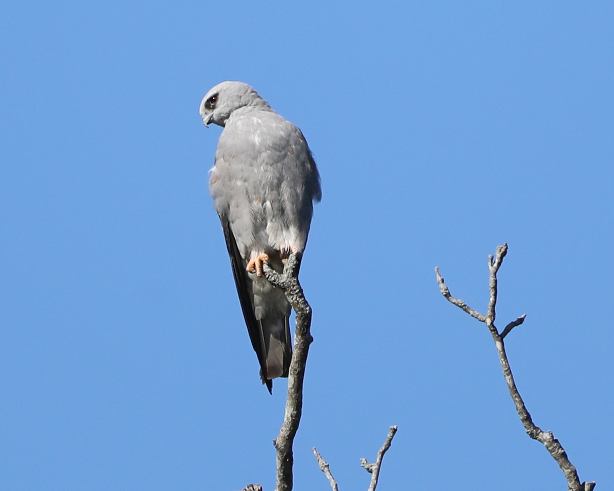 Mississippi Kite - Susan Burkhart