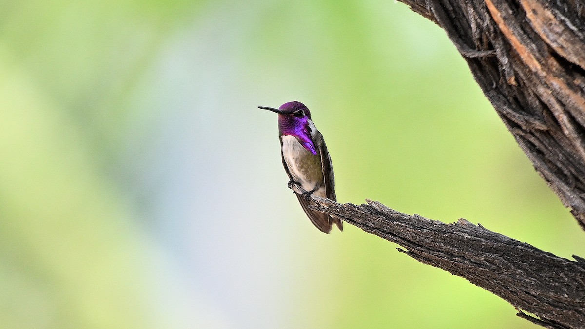 Costa's Hummingbird - ML620603214