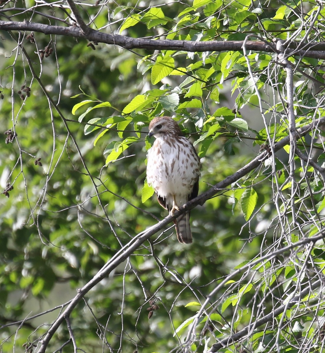 Broad-winged Hawk - ML620603215