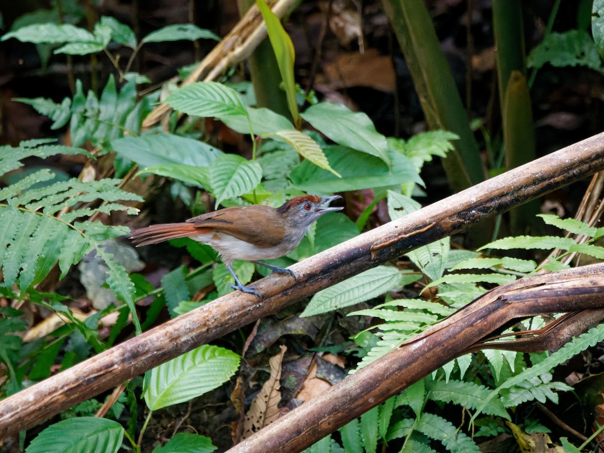 Rufous-crowned Babbler - ML620603217