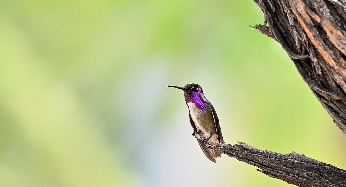 Costa's Hummingbird - ML620603218