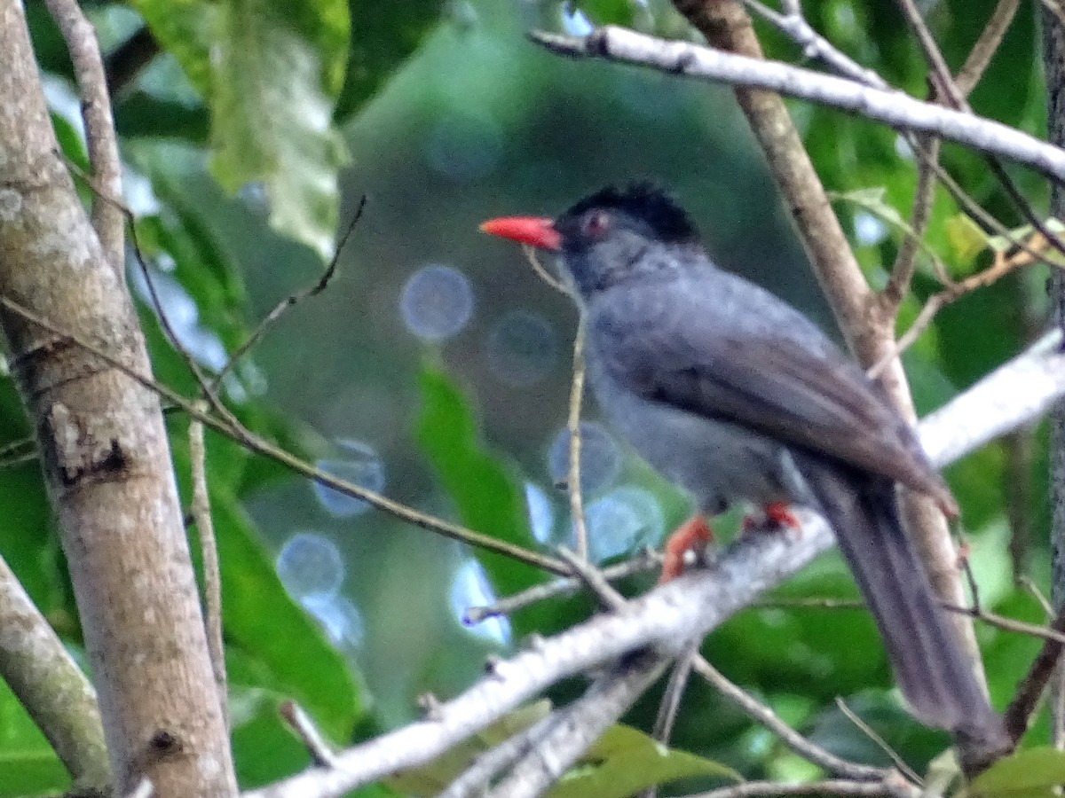 Square-tailed Bulbul - ML620603227