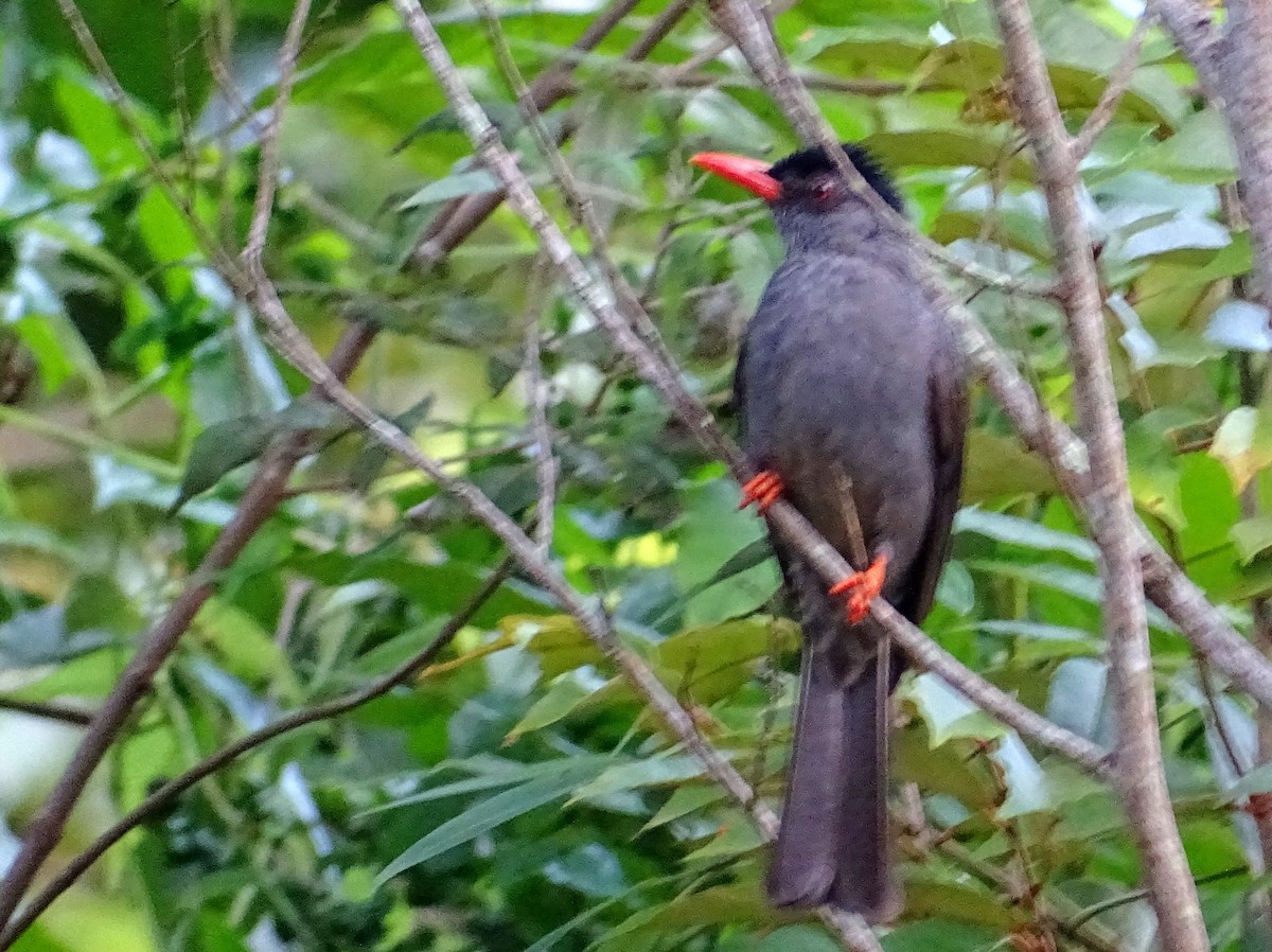 Bulbul des Ghats - ML620603228