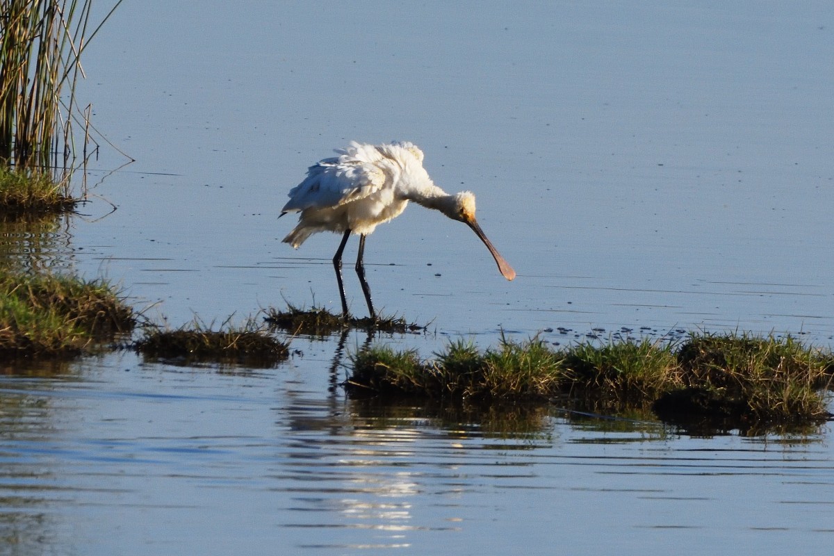 Eurasian Spoonbill - ML620603233