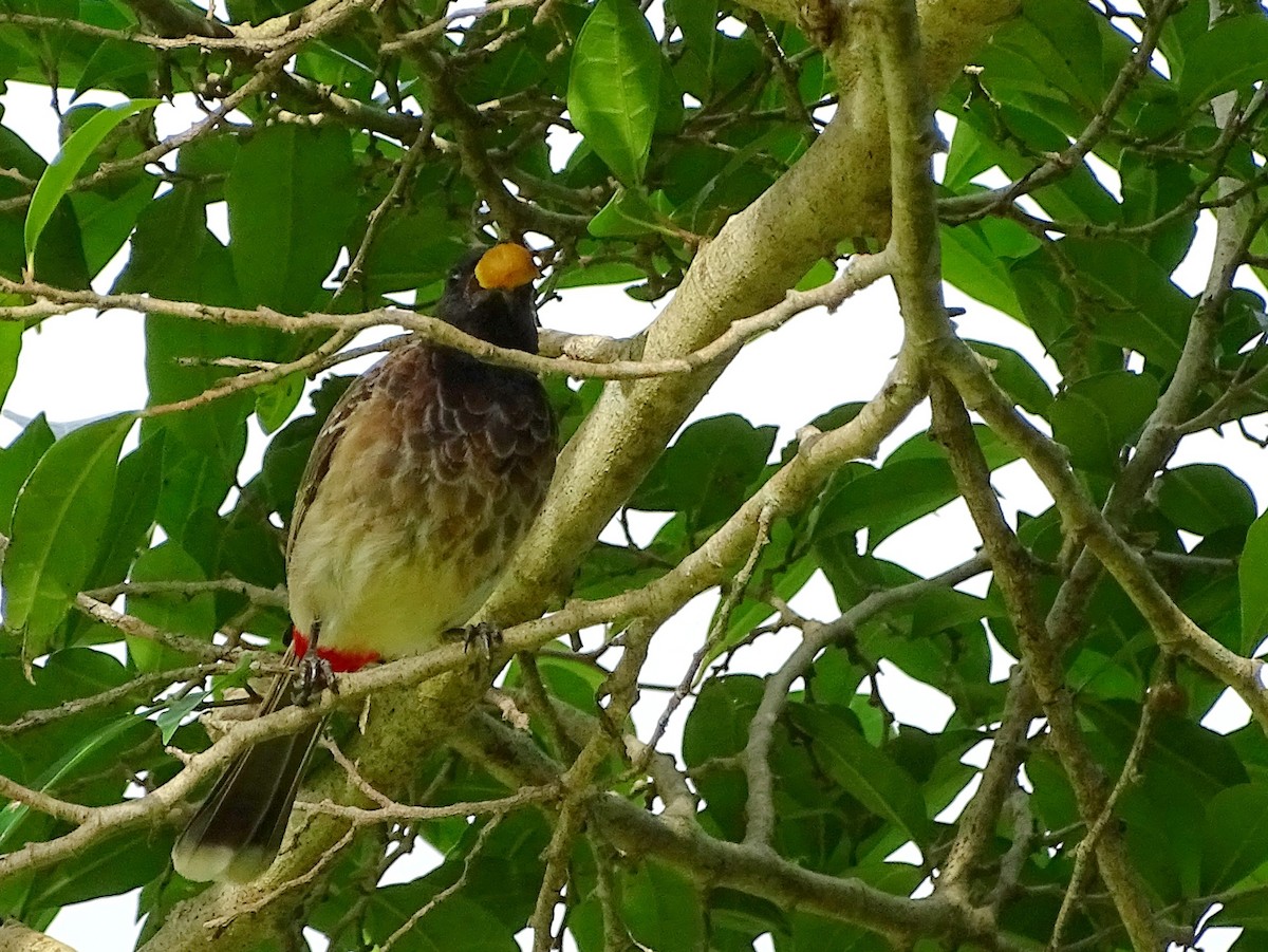 Red-vented Bulbul - ML620603236