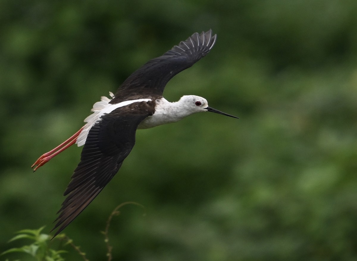 Black-winged Stilt - ML620603238