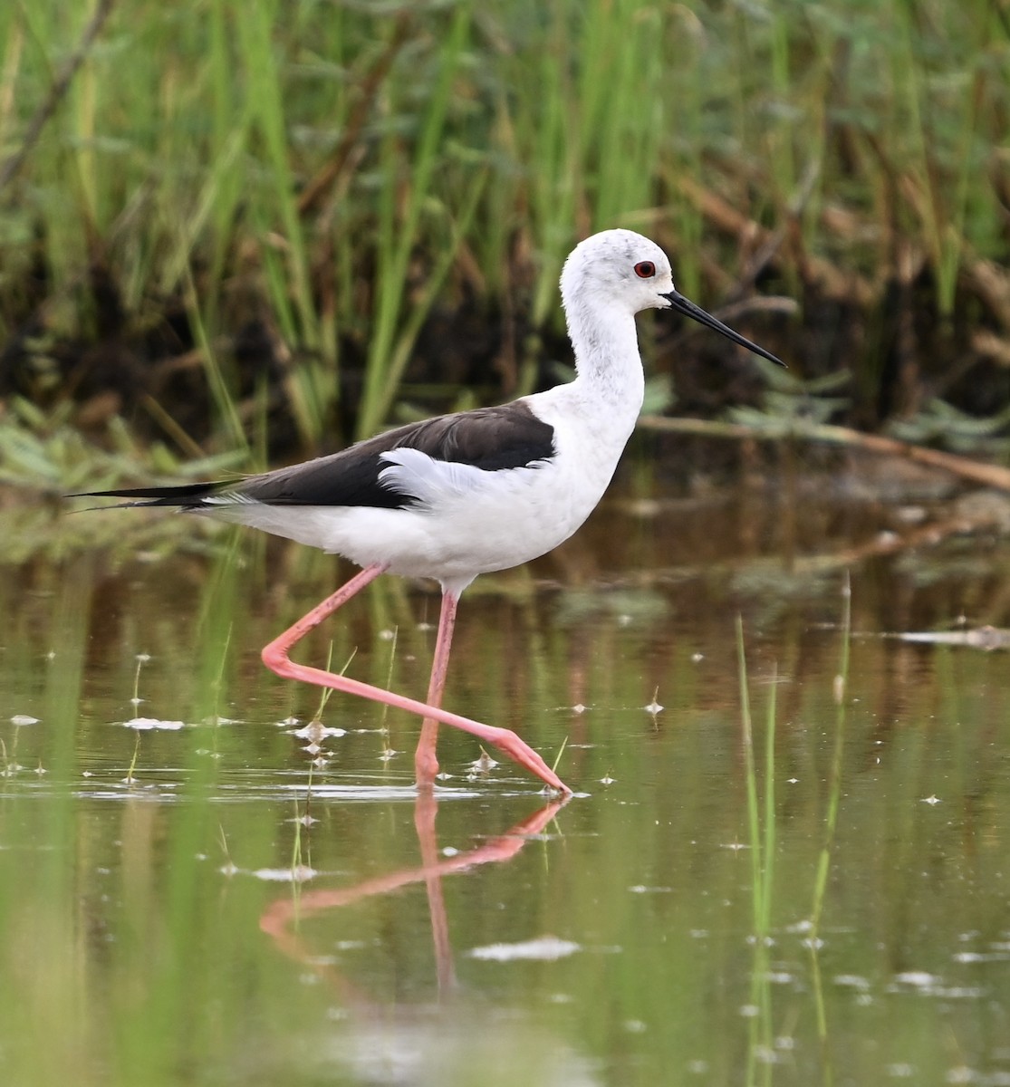 Black-winged Stilt - ML620603239