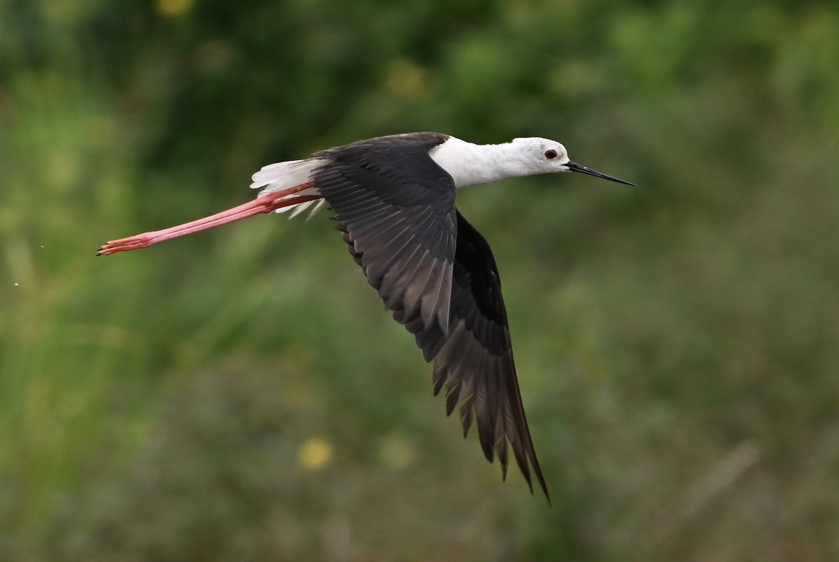 Black-winged Stilt - ML620603240