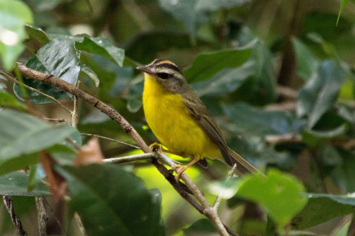 Golden-crowned Warbler - ML620603242