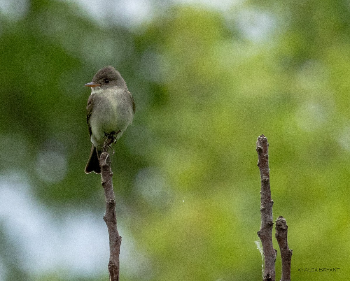 Eastern Wood-Pewee - ML620603243