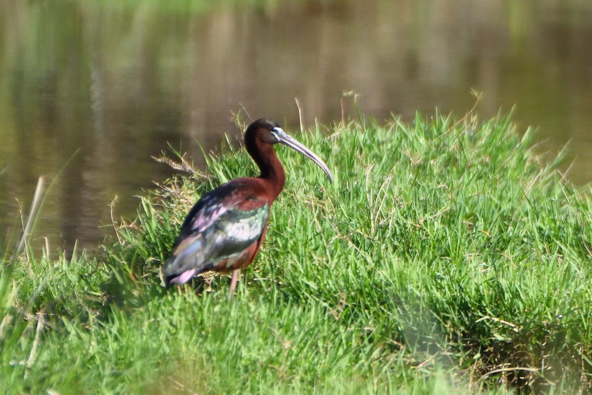 Glossy Ibis - ML620603244