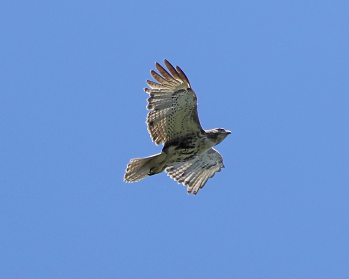 Red-tailed Hawk - Susan Burkhart