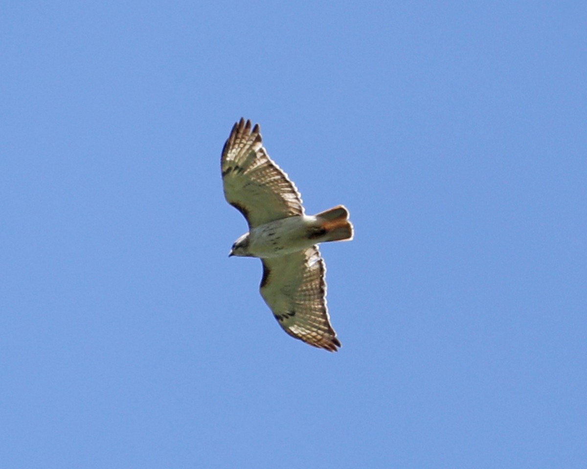 Red-tailed Hawk - ML620603246
