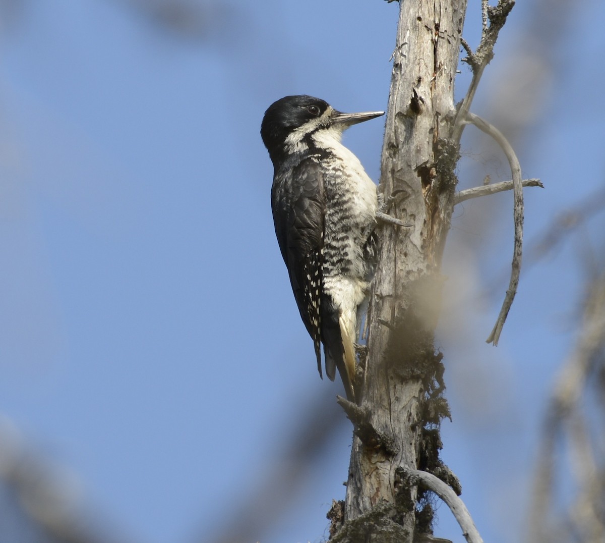 Black-backed Woodpecker - ML620603247