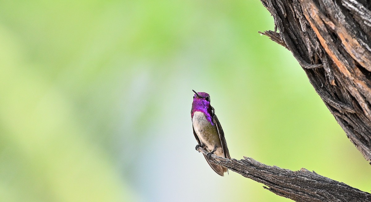 Costa's Hummingbird - ML620603253
