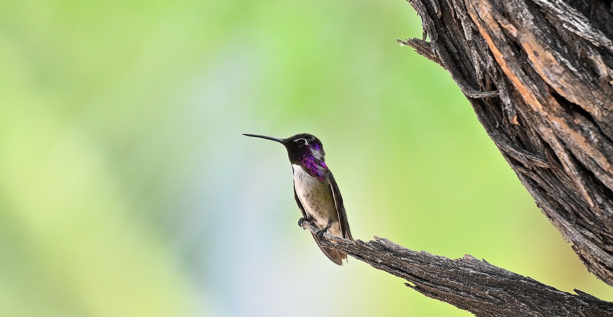 Costa's Hummingbird - ML620603257