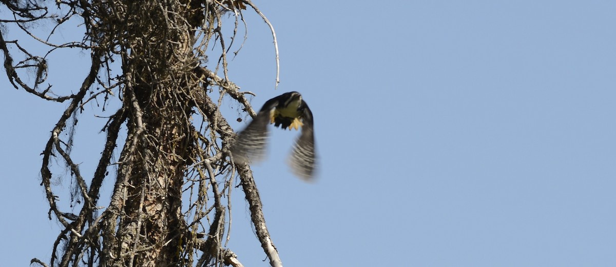 Black-backed Woodpecker - ML620603259
