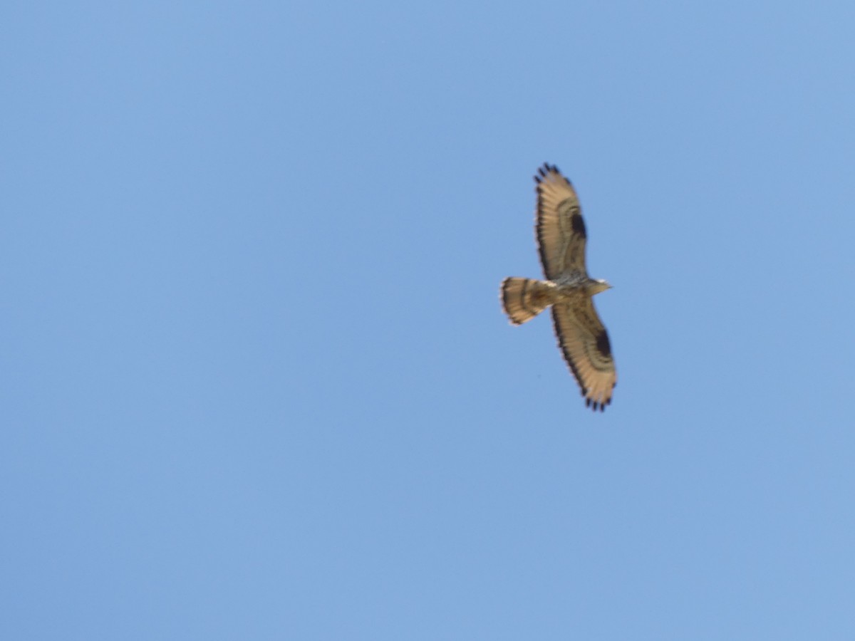 European Honey-buzzard - ML620603261