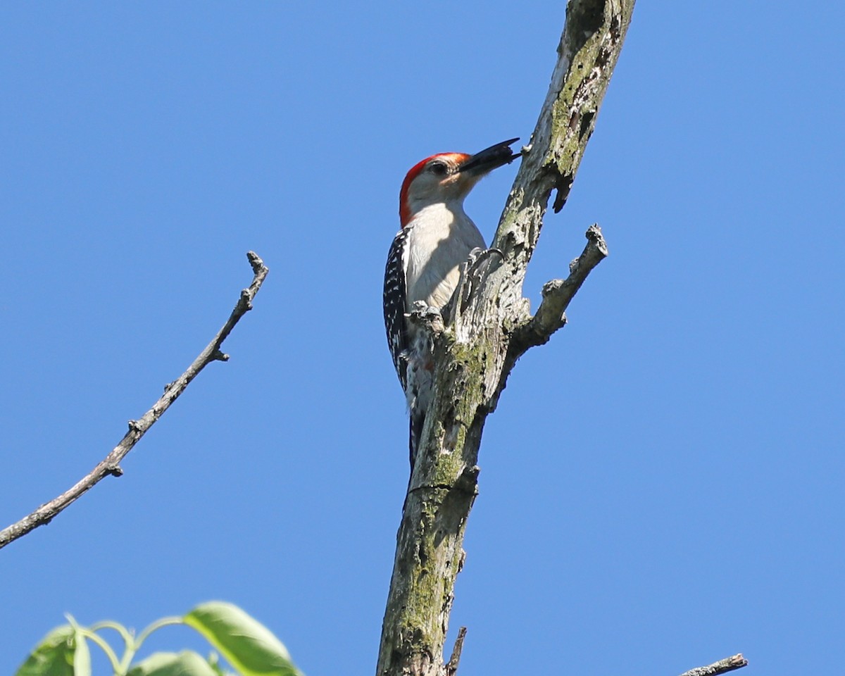 Red-bellied Woodpecker - ML620603262