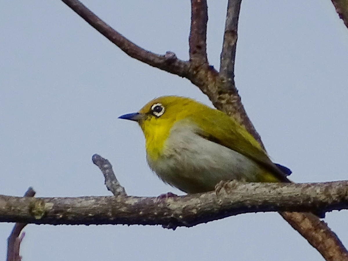 Bengal Gözlükçüsü - ML620603268