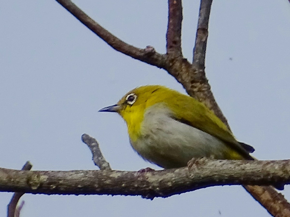 Indian White-eye - ML620603269