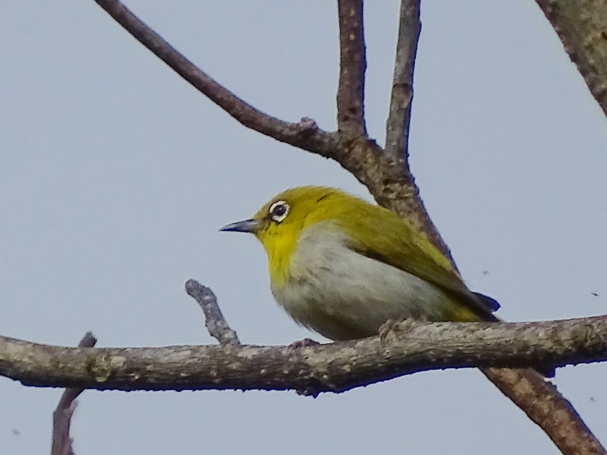 Bengal Gözlükçüsü - ML620603271