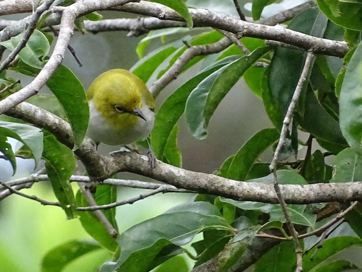 Indian White-eye - ML620603276