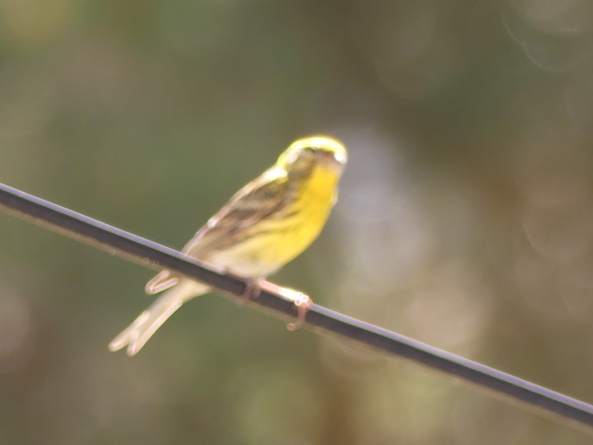 European Serin - ML620603279