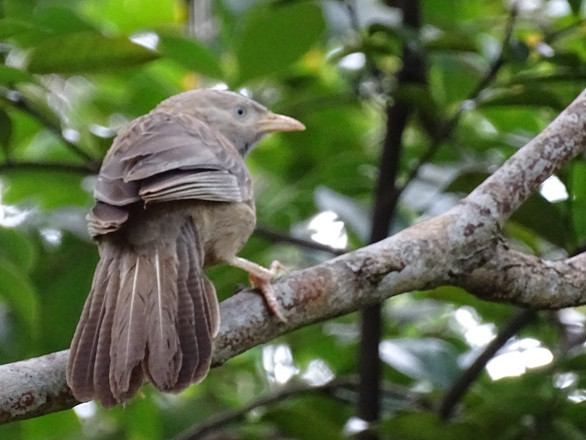 Yellow-billed Babbler - ML620603290