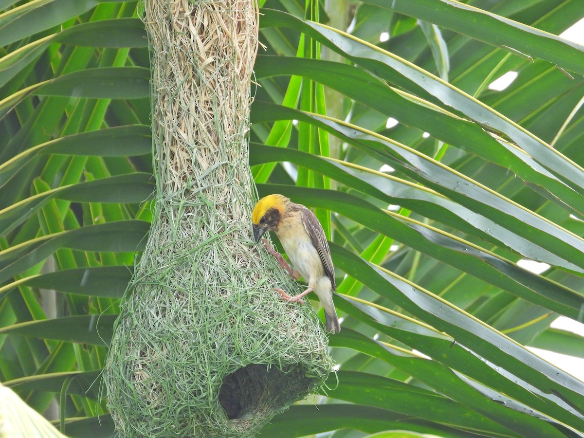 Baya Weaver - ML620603298