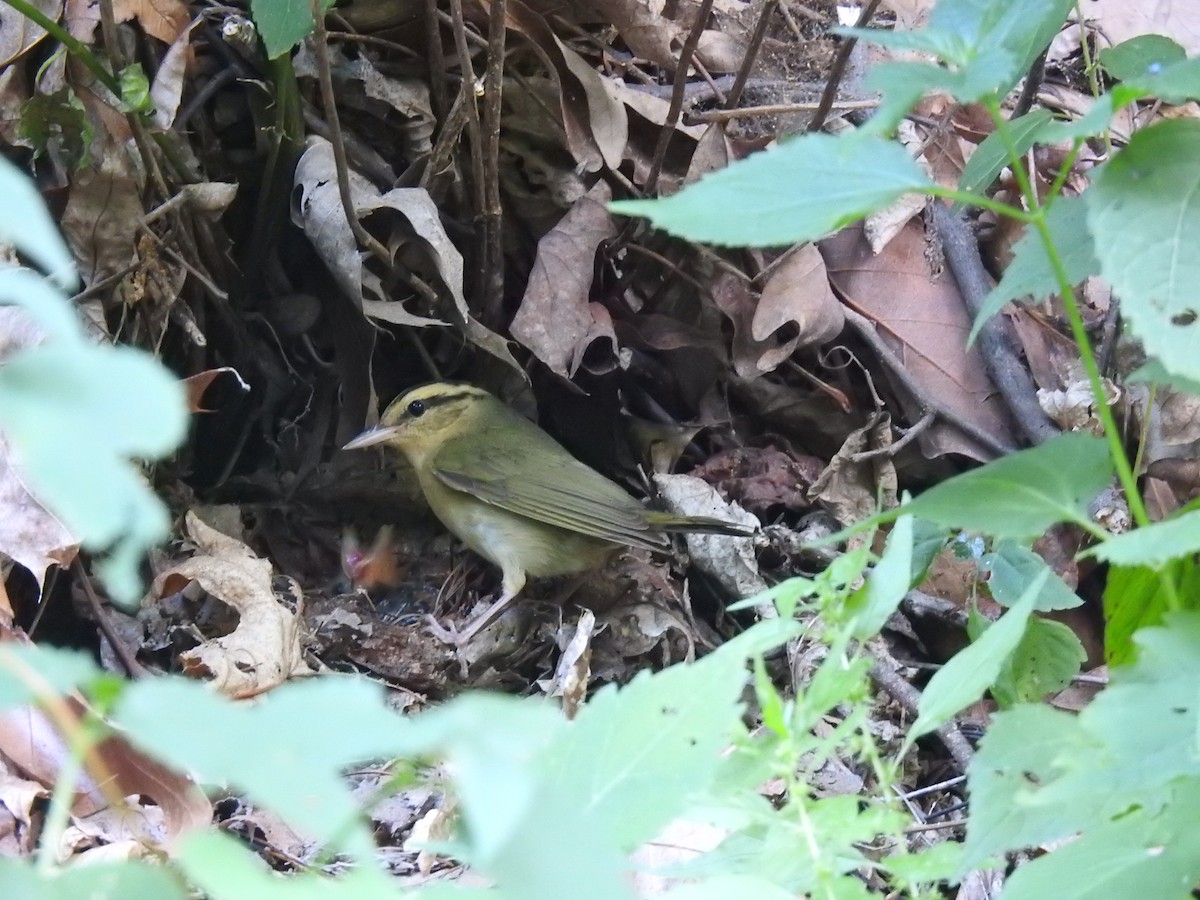 Worm-eating Warbler - Andrew Durso