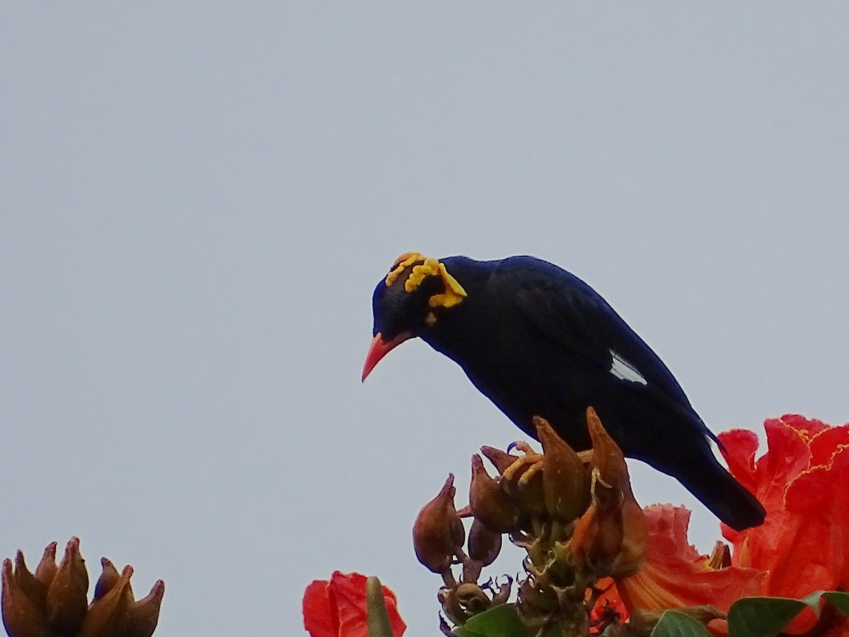 Southern Hill Myna - ML620603307