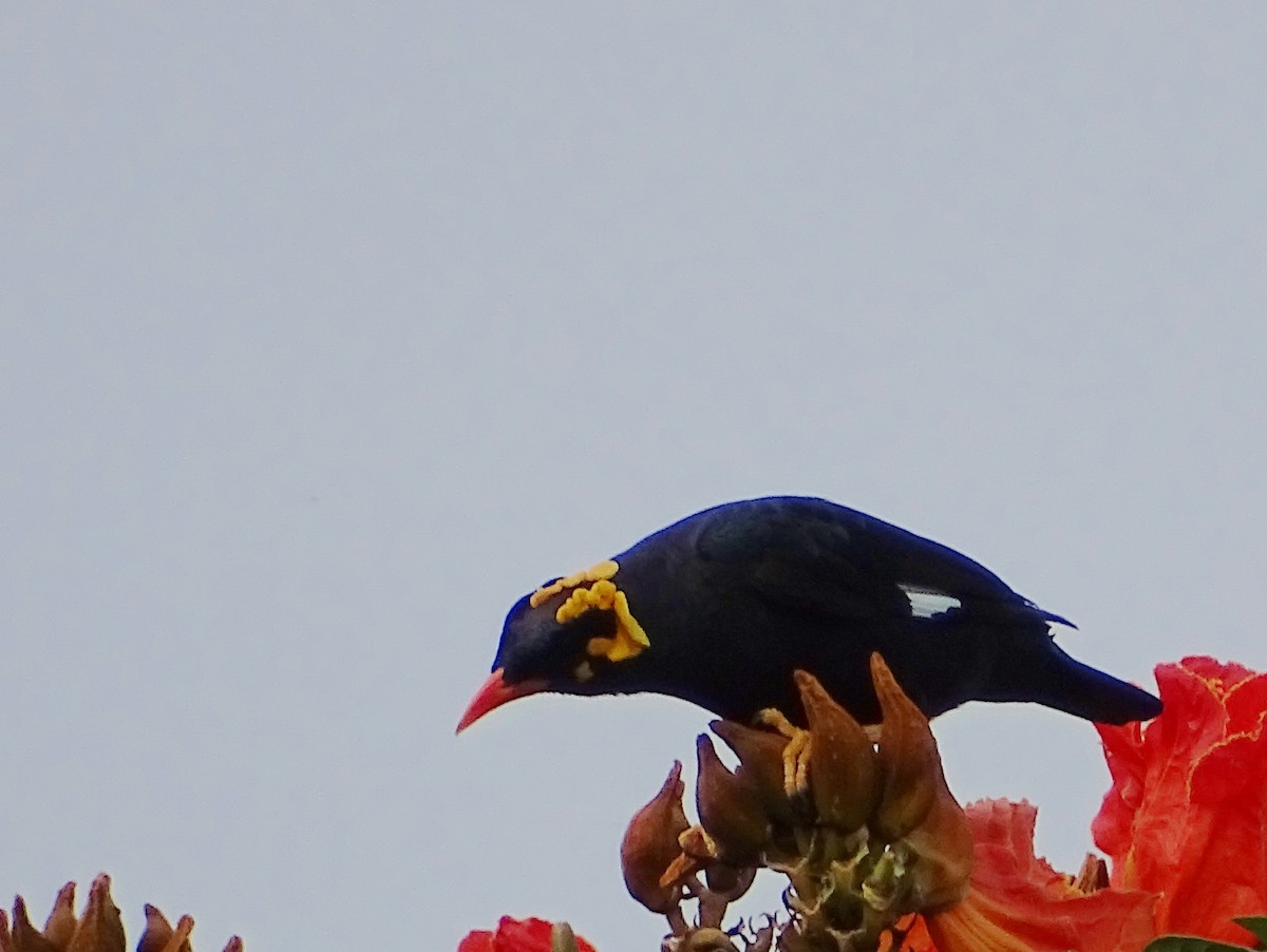 Southern Hill Myna - Sri Srikumar