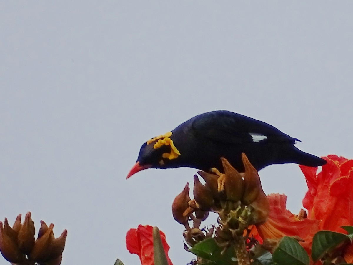 Southern Hill Myna - ML620603309