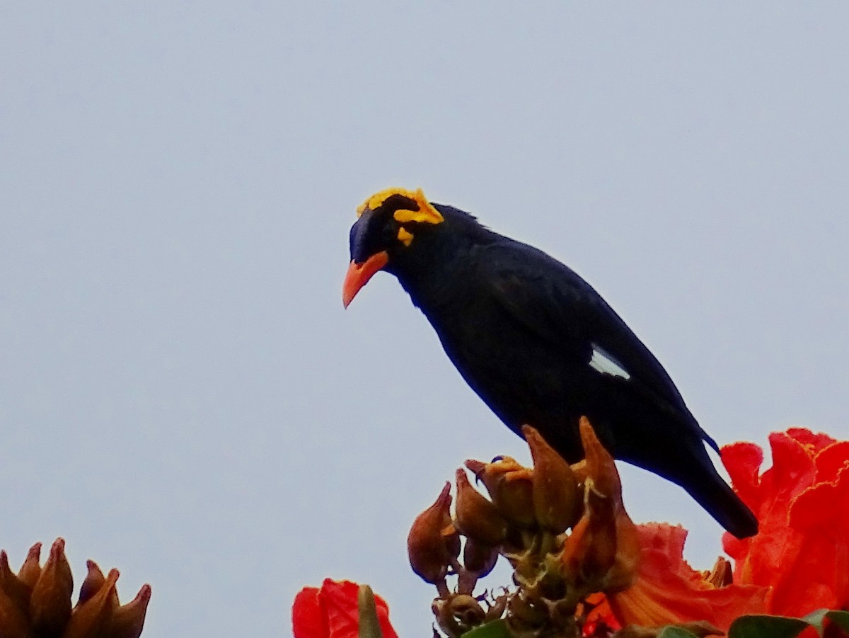 Southern Hill Myna - ML620603310