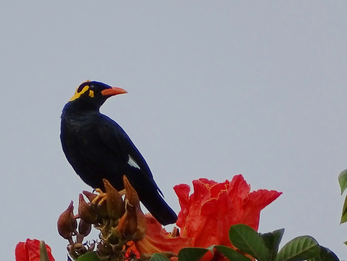 Southern Hill Myna - ML620603312