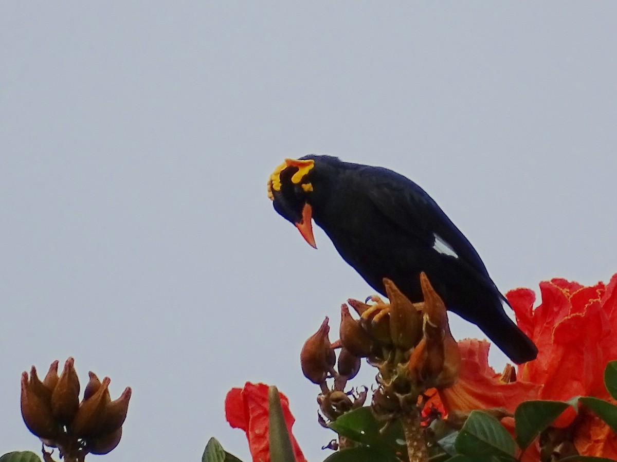 Southern Hill Myna - ML620603314