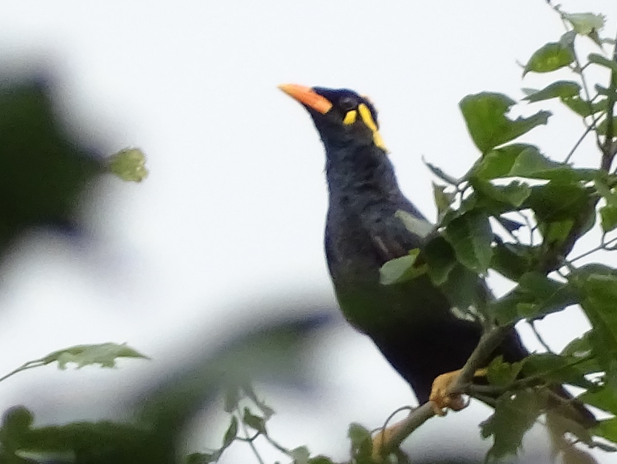 Southern Hill Myna - ML620603315