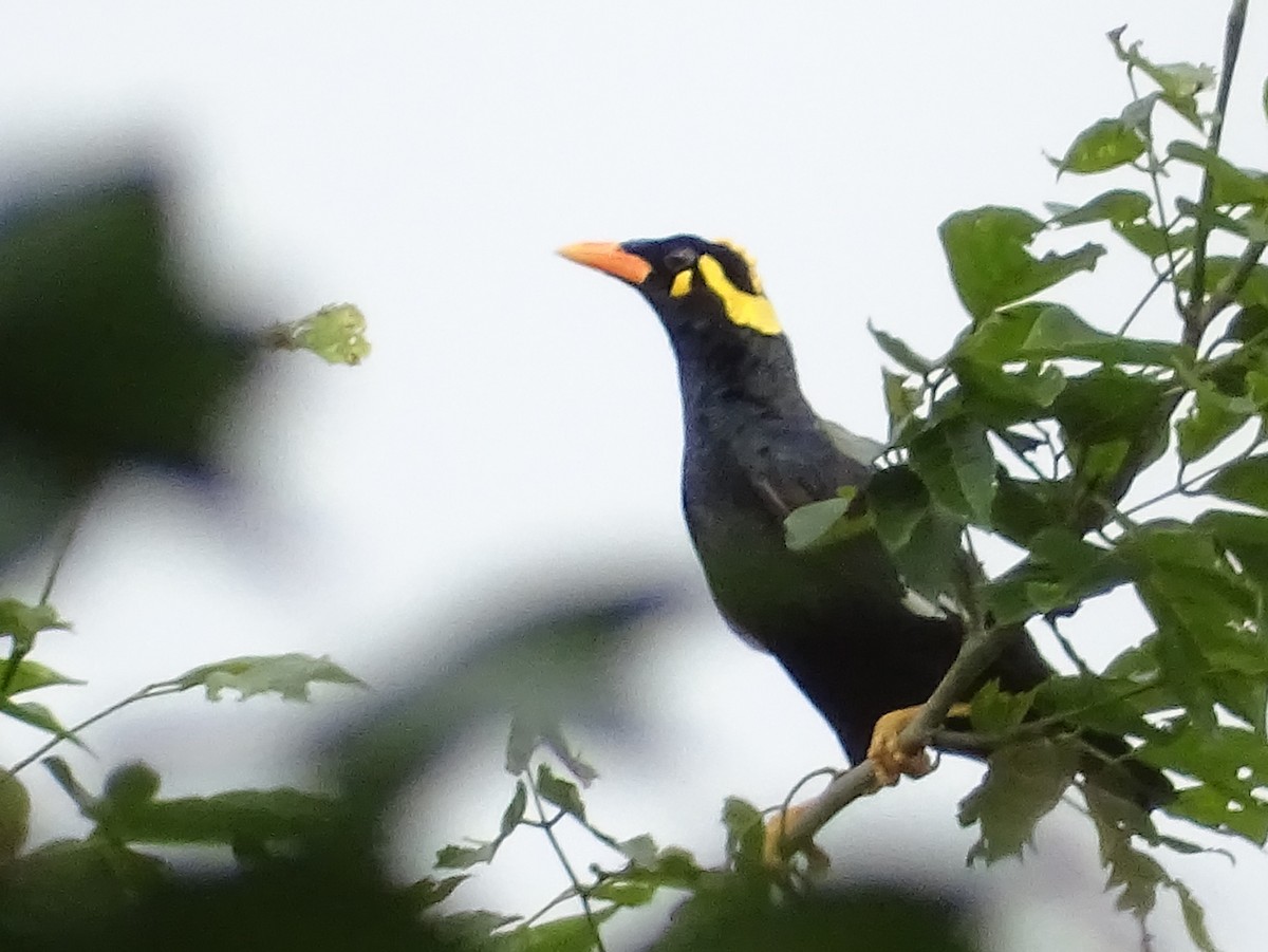 Southern Hill Myna - ML620603320