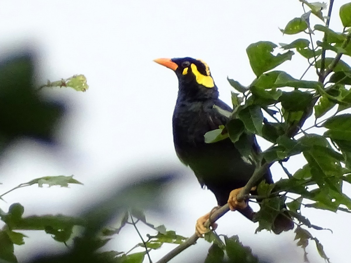 Southern Hill Myna - ML620603321