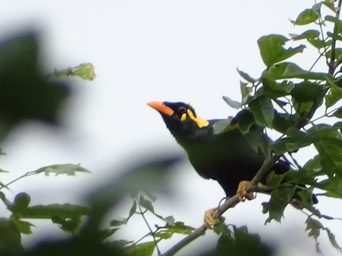 Southern Hill Myna - ML620603322