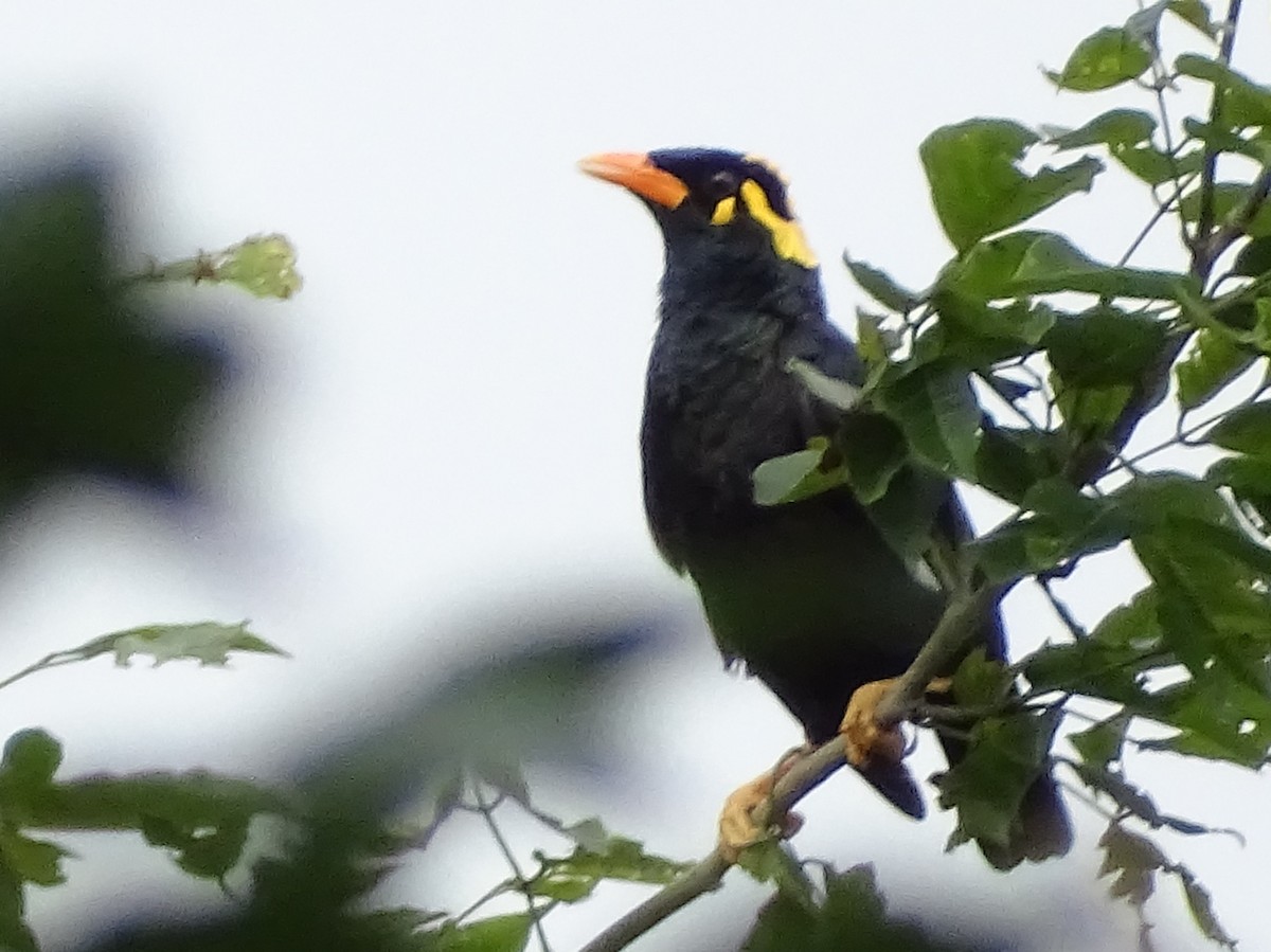 Southern Hill Myna - ML620603323