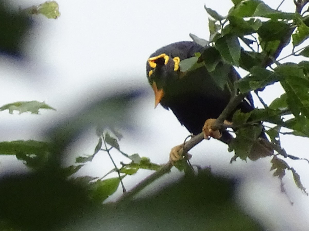 Southern Hill Myna - ML620603326