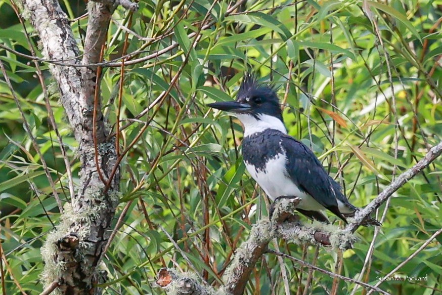 Belted Kingfisher - ML620603327