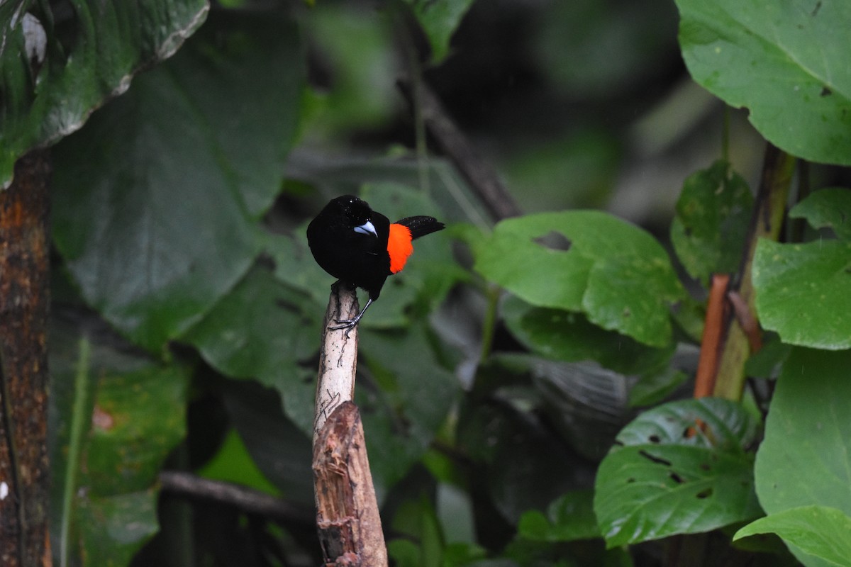 Scarlet-rumped Tanager - ML620603330