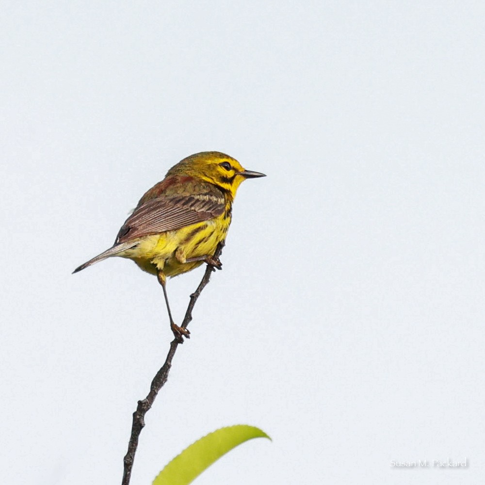 Prairie Warbler - ML620603334