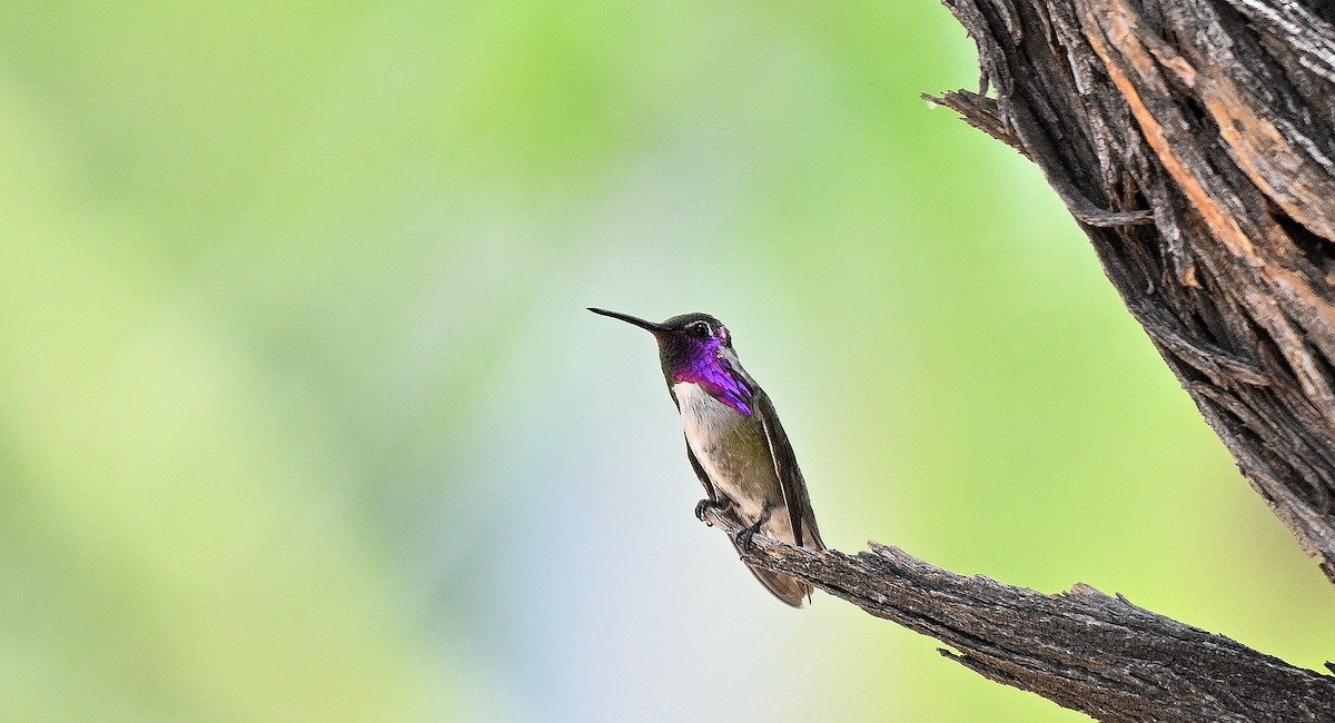 Costa's Hummingbird - ML620603335