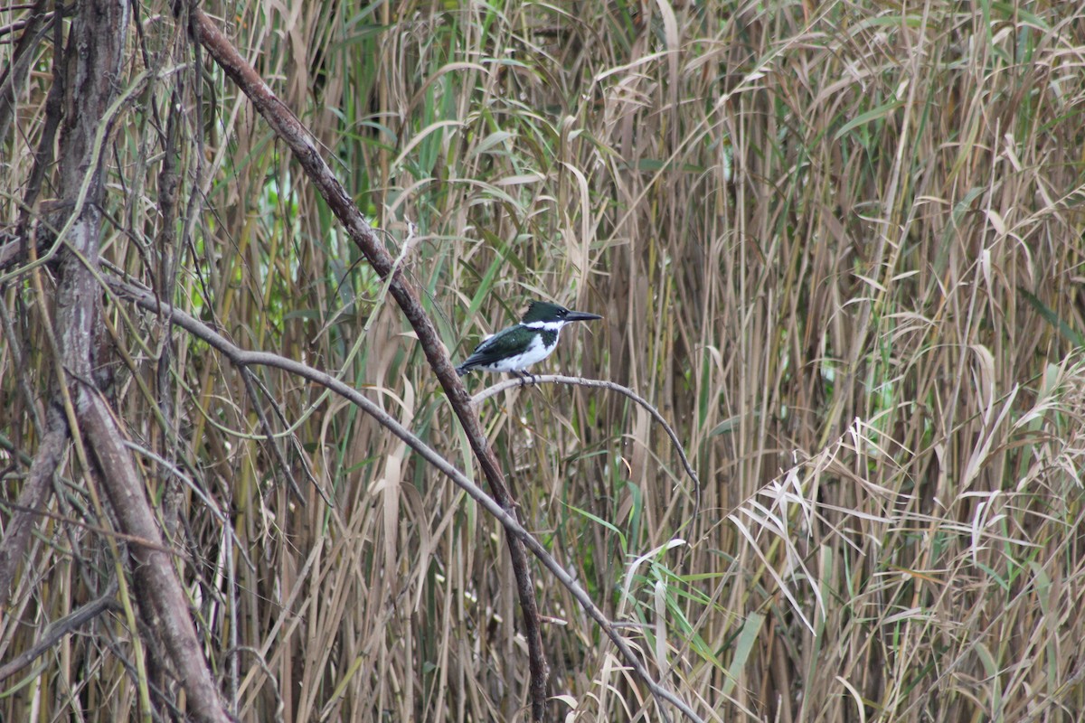 Martin-pêcheur d'Amazonie - ML620603340