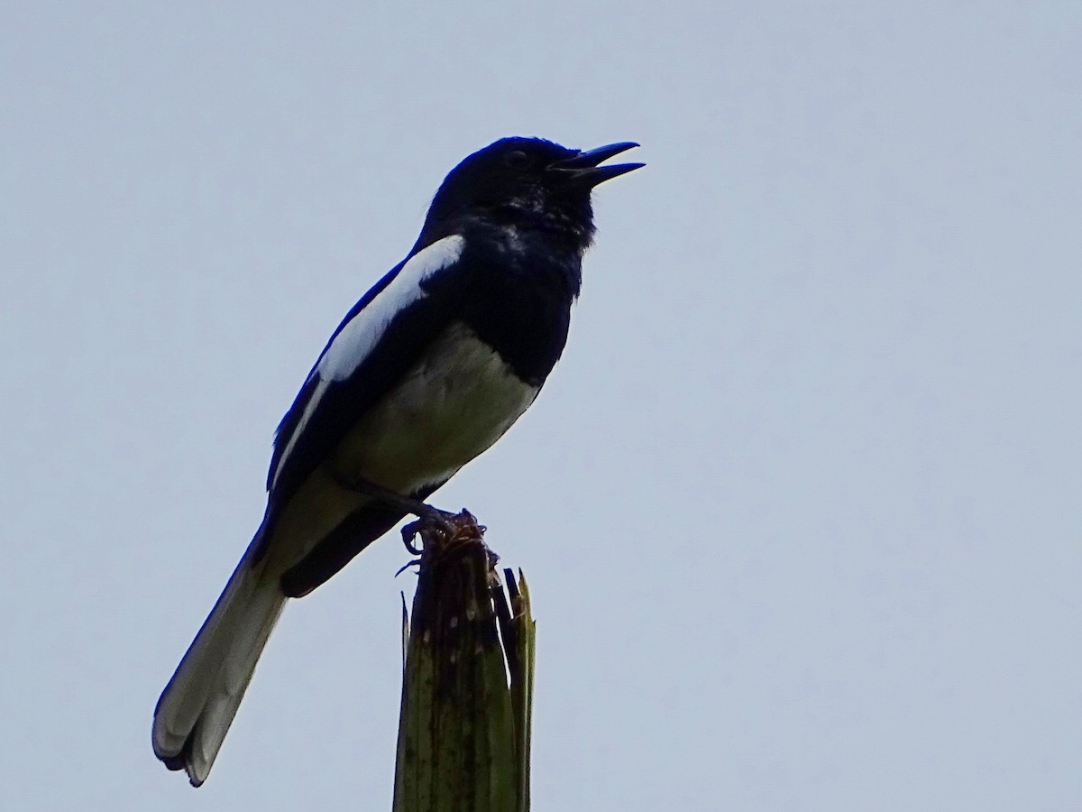 Oriental Magpie-Robin - ML620603342